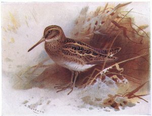 Jack Snipe, z książki Birds of the British Isles and Their Eggs wydanej przez Frederick Warne & Co Ltd, 1958