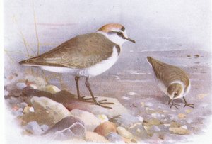 Sieweczka Kentish, z książki Birds of the British Isles and Their Eggs wydanej przez Frederick Warne & Co Ltd, 1958 autorstwa Archibald Thorburn