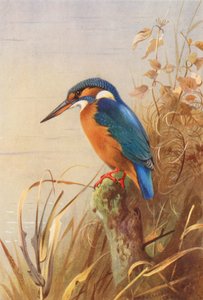 Zimorodek (druk kolorowy) autorstwa Archibald Thorburn