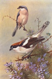 Gąsiorek, kląskawka (kolorowa litografia) autorstwa Archibald Thorburn