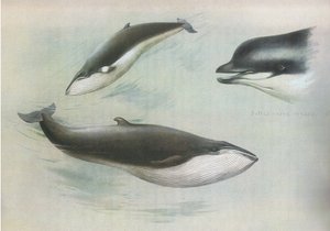 Lesser Rorqual i Rudolphs Rorqual, z Thorburns Mammals opublikowanych przez Longmans and Co, 1920 autorstwa Archibald Thorburn