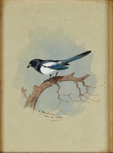 Sroka na gałęzi (atrament i akwarela) autorstwa Archibald Thorburn
