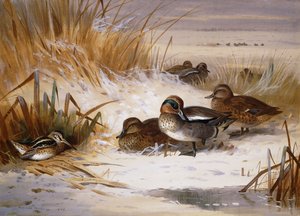 Krzyżówka i bekas na skraju sadzawki zimą autorstwa Archibald Thorburn