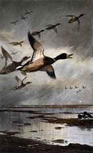 Krzyżówki w locie autorstwa Archibald Thorburn