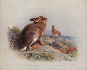 Zając górski (jesień), Zając irlandzki