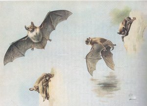 Natterers Bat i Daubentons Bat, z Thorburns Mammals opublikowanych przez Longmans and Co, ok. 1930. 1920 autorstwa Archibald Thorburn