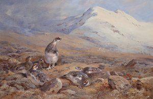 Na ziemi Ptarmigan (akwarela) autorstwa Archibald Thorburn