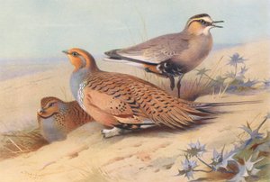 Głuszec Pallasa (samiec i samica), sieweczka obrożna (kolorowa litografia) autorstwa Archibald Thorburn