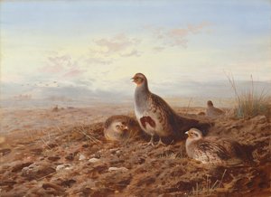 Kuropatwy wśród ścierniska autorstwa Archibald Thorburn