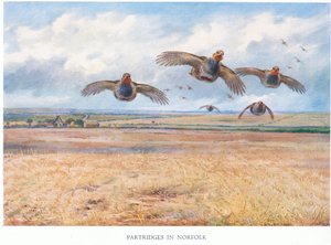 Kuropatwy w Norfolk, 1938 autorstwa Archibald Thorburn