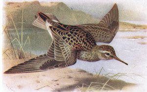 Pectoral Sandpiper, z Birds of the British Isles and Their Eggs, opublikowany przez Frederick Warne & Co Ltd, 1958