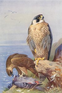 Sokół wędrowny (kolorowa litografia) autorstwa Archibald Thorburn
