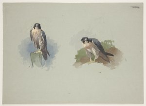 Samiec sokoła wędrownego, ok. 1915 (akwarela i farba do ciała na ołówku na papierze) autorstwa Archibald Thorburn