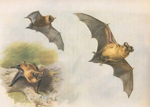 Pipistrelle lub nietoperz pospolity, z Thorburns Mammals opublikowanych przez Longmans and Co, c. 1920 autorstwa Archibald Thorburn