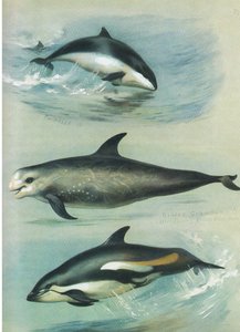 Morpoise, Rissos Grampus i White Sided Dolphin, z książki Thorburn