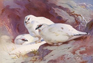 Ptarmigan (samiec i samica, zima) (kolorowa litografia) autorstwa Archibald Thorburn