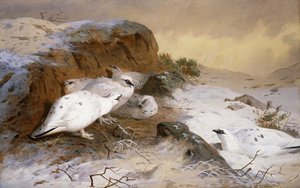 Ptarmigan w śniegu autorstwa Archibald Thorburn