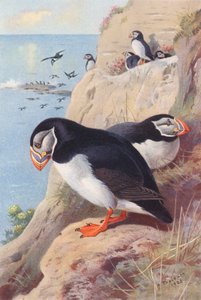 Maskonur (kolorowa litografia) autorstwa Archibald Thorburn