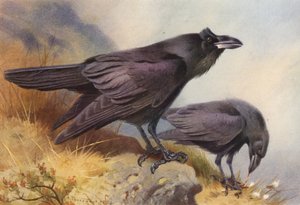 Raven (kolorowa litografia) autorstwa Archibald Thorburn