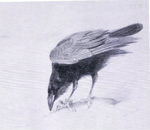 Kruk, wyd. przez Book Club Associates autorstwa Archibald Thorburn