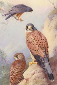 Sokół kasztanowaty, pustułka (samiec i samica) (kolorowa litografia) autorstwa Archibald Thorburn