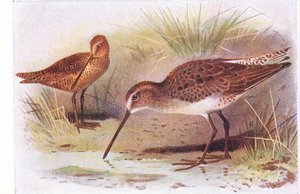 Red Breasted Snipe, z Birds of the British Isles and Their Eggs opublikowanej przez Frederick Warne & Co Ltd, 1958
