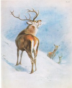 Czerwony Jeleń, wyd. przez Book Club Associates autorstwa Archibald Thorburn