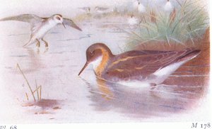 Phalarope Red Necked (lato i jesień), z Birds of the British Isles and Their Eggs opublikowanej przez Frederick Warne & Co Ltd, 1958 autorstwa Archibald Thorburn