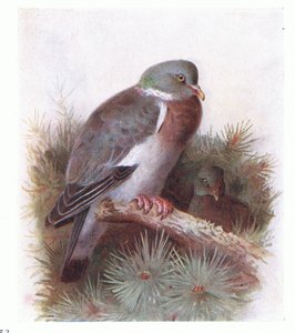 Ring Dove, z Birds of the British Isles and Their Eggs opublikowane przez Frederick Warne & Co Ltd, 1958 autorstwa Archibald Thorburn