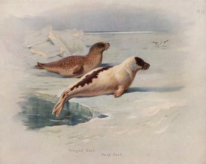 Pieczęć obrączkowana, foka harfa autorstwa Archibald Thorburn