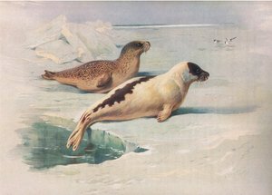 Ringed Seal and Harp Seal, z Thorburns Mammals wydanej przez Longmans and Co, ok. 1930 r. 1920 autorstwa Archibald Thorburn