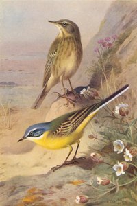 Rock-Pipit, Blue-Headed Wagtail (kolorowa litografia) autorstwa Archibald Thorburn