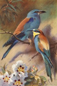 Roller, Bee-Eater (druk kolorowy) autorstwa Archibald Thorburn
