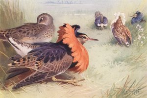 Ruff (cztery rodzaje samców i samic) (kolorowa litografia) autorstwa Archibald Thorburn