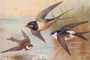 Sand-Martin, Swallow, Martin (kolorowa litografia) autorstwa Archibald Thorburn