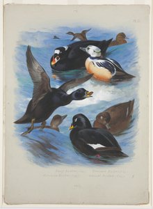 Eider edredonowy i edredonowy, ok. 1915 (akwarela i farba do ciała na ołówku na papierze) autorstwa Archibald Thorburn