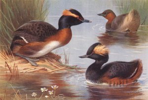Perkoz dwuczuby, perkoz dwuczuby, perkoz dwuczuby (kolorowa litografia) autorstwa Archibald Thorburn