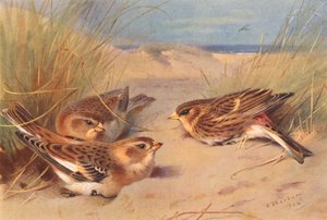 Polowanie na śnieg (zima), Twite (kolorowa litografia) autorstwa Archibald Thorburn