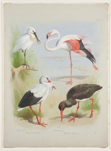 Warzęcha, flaming i bocian, ok. 1915 (akwarela i farba do ciała na ołówku na papierze) autorstwa Archibald Thorburn