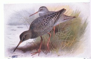 Spotted Redshank, z Birds of the British Isles and Their Eggs, opublikowanej przez Frederick Warne & Co Ltd, 1958