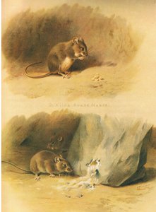 St Kilda House Mouse i Common Mouse z Thorburns Mammals wydanej przez Longmans and Co, 1920 autorstwa Archibald Thorburn