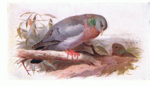 Stock Dove, z Birds of the British Isles and Their Eggs opublikowane przez Frederick Warne & Co Ltd, 1958