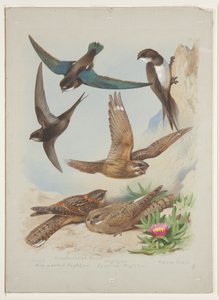 Swift, ok. 1915 (akwarela i farba do ciała na ołówku na papierze) autorstwa Archibald Thorburn