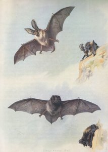 Barbastelle autorstwa Archibald Thorburn