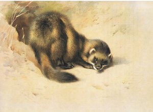 The Polecat, z książki Thorburn