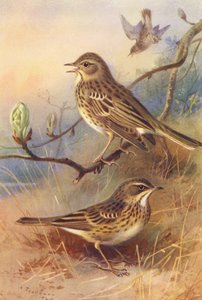 Tree-Pipit, Meadow-Pipit (kolorowa litografia) autorstwa Archibald Thorburn