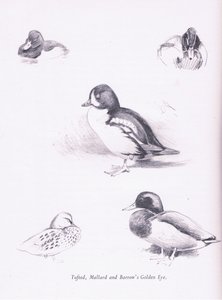 Czernica kaczki, krzyżówki, kurhany Goldeneye, 1938 autorstwa Archibald Thorburn