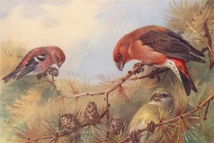 Krzyżodziób dwubarwny, krzyżodziób (samiec i samica) (kolorowa litografia) autorstwa Archibald Thorburn