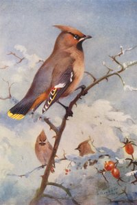 Waxwing (kolorowa litografia) autorstwa Archibald Thorburn