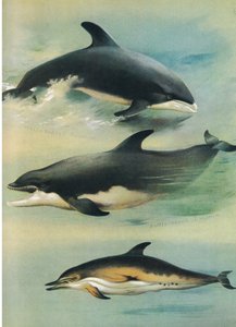 White Beaked Dolphin, Bottlenose Dolphin i Common Dolphin, z książki Thorburn